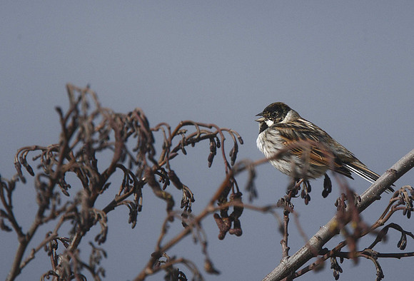Reed Bunting