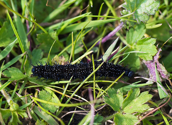 Peacock caterpillar