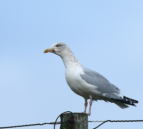 Herring Gull