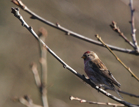 Lesser Redpoll