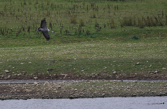 Common Crane