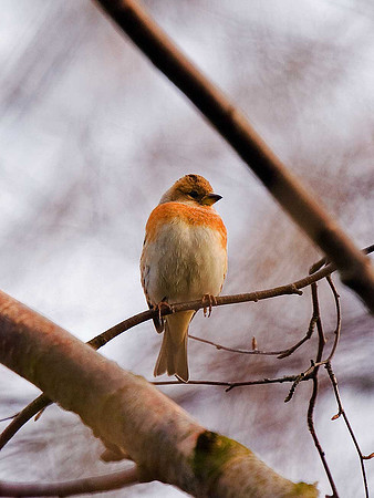 Brambling