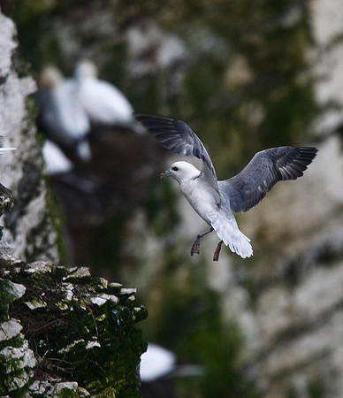 Fulmar