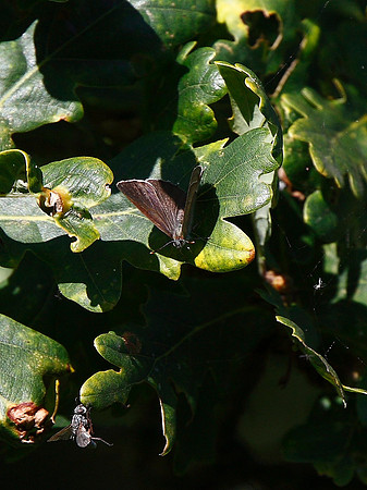 Purple Hairstreak