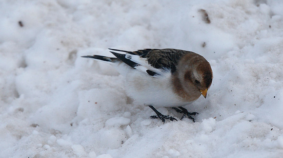 Snow Bunting
