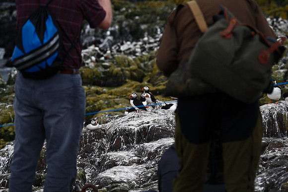 Puffin