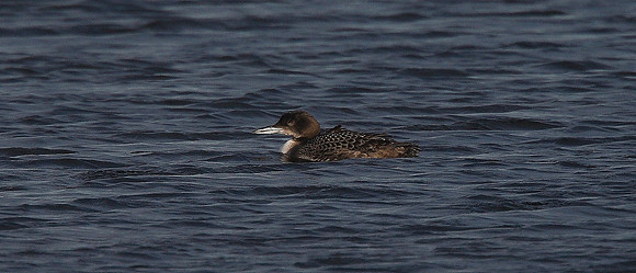 Great Northern Diver
