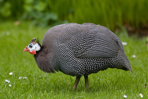 Guinea Fowl