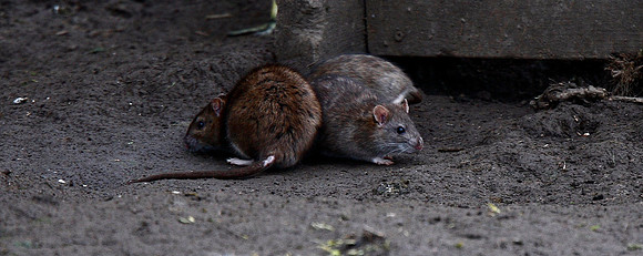 Rats
