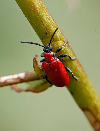 Lily Beetle