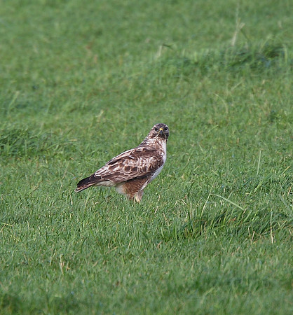 Common Buzzard
