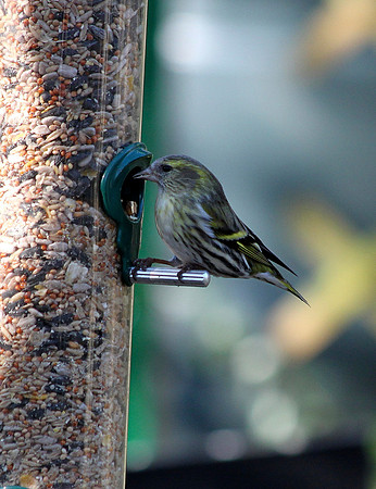 Siskin