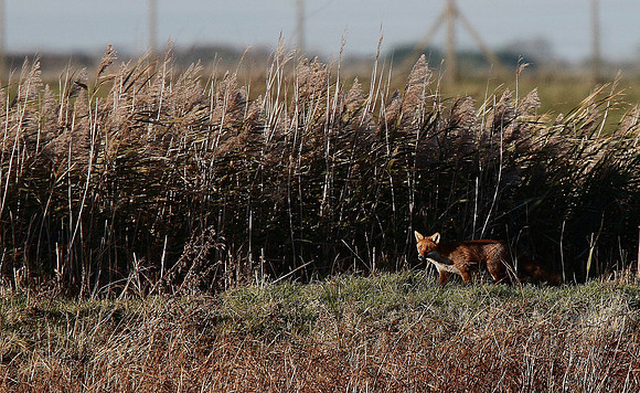 Fox