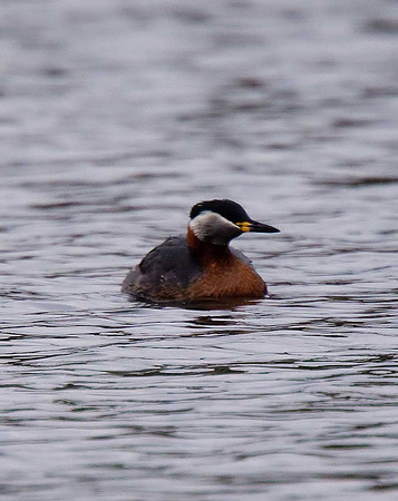 Red-necked Grebe