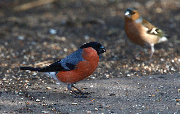 Bullfinch