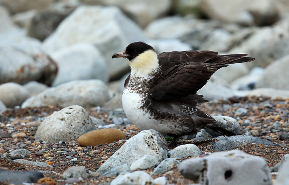 Pomarine Skua
