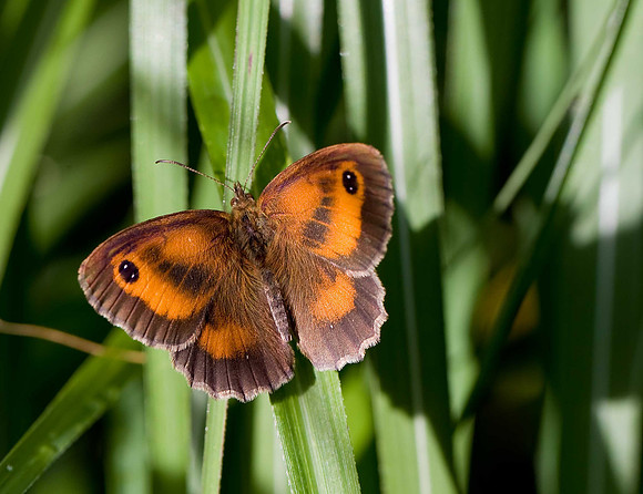 Gatekeeper