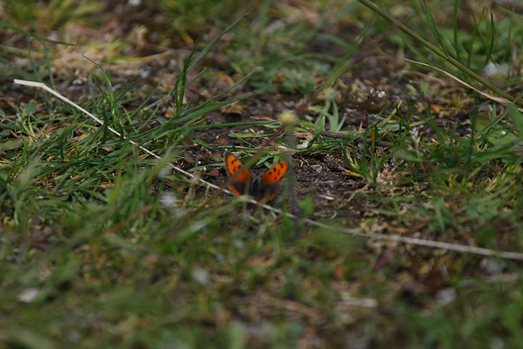 Small Copper