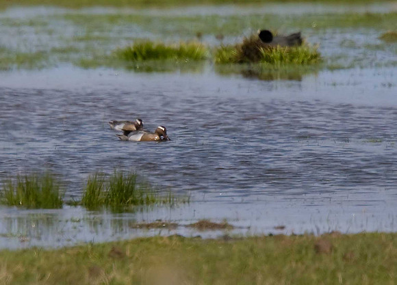 Garganey