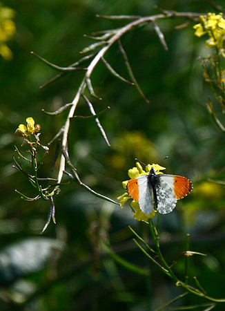 Orange-tip