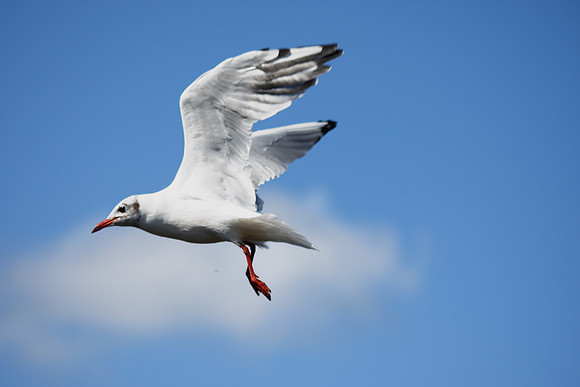 Black-headed Gull