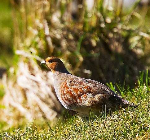 Grey Partridge