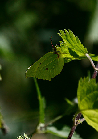 Brimstone