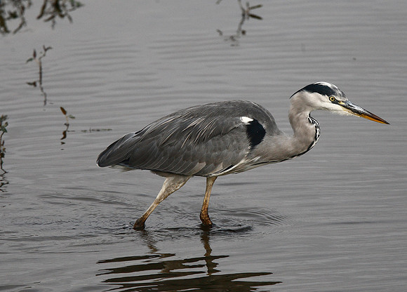 Heron