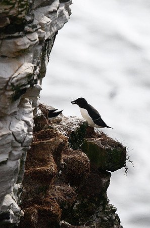 Razorbill