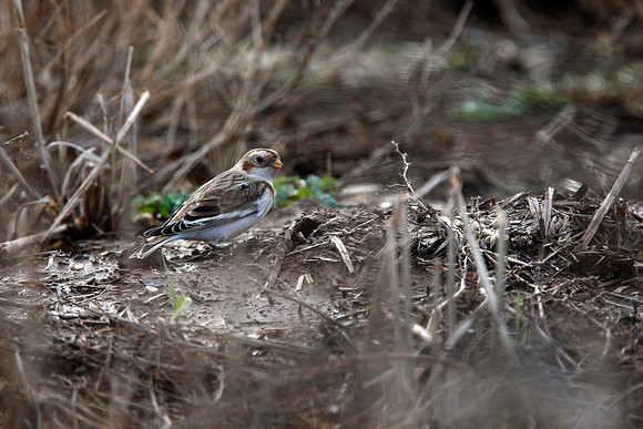 Snow Bunting