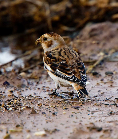Snow Bunting