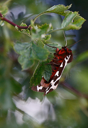 Garden Tiger