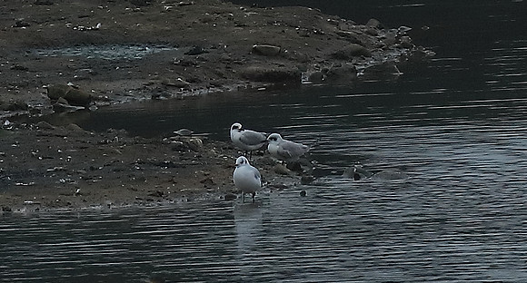 Gull-billed Terns