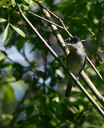 Blackcap