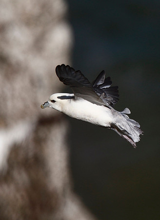 Fulmar