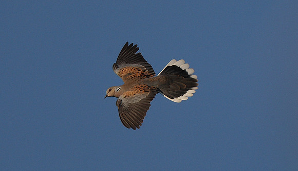 Turtle Dove Oakhill NR gallery. Also Kent Roundabout magazine