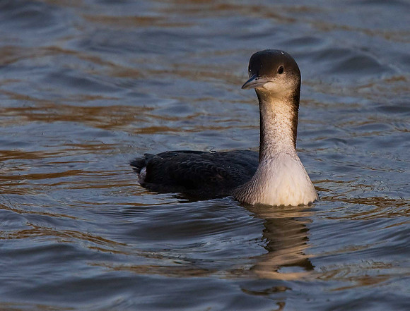 Black-throated Diver