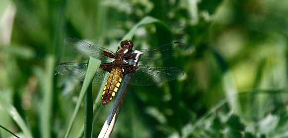 Broad-bodied Chaser