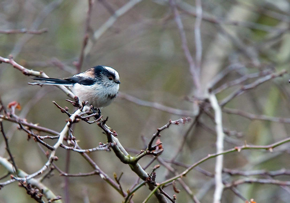 Long-tailed Tit