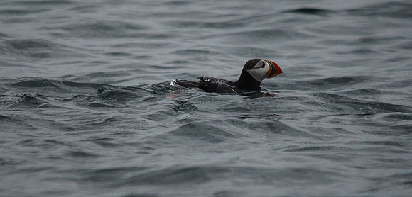 Puffin