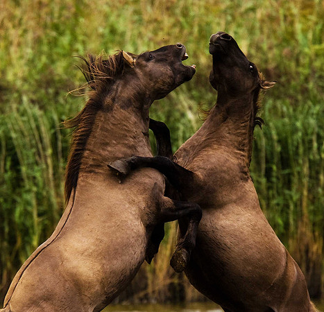 Konik Ponies