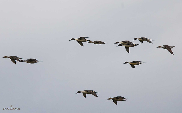 Pintail