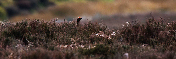 Red Grouse