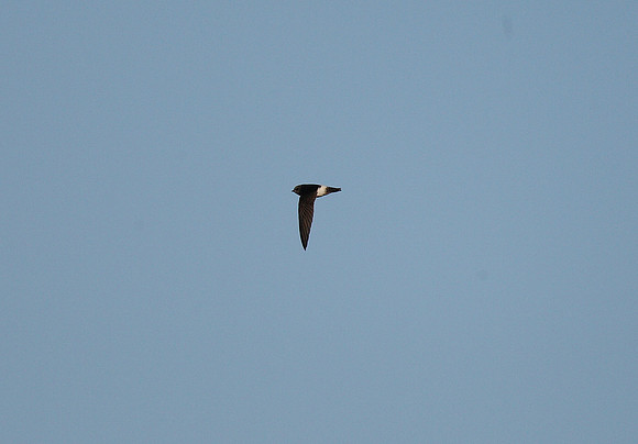Little swift