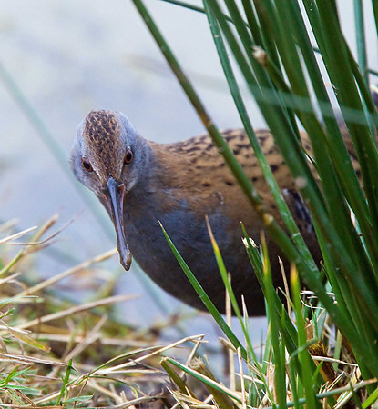 Water Rail