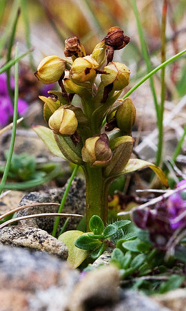 Frog Orchid Unst