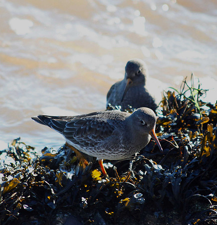 Purple Sandpiper