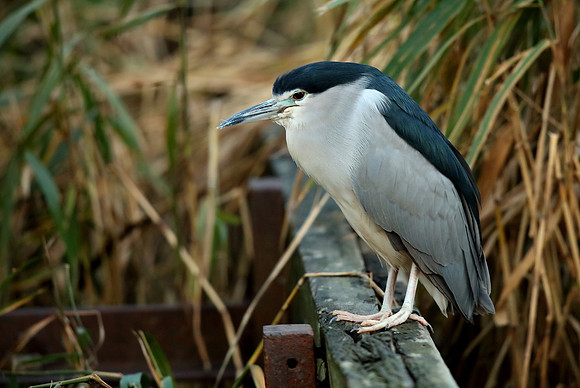 Black-crowned Night Heron