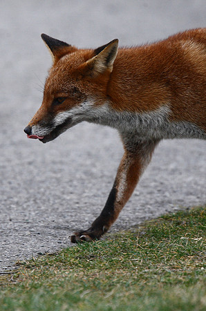 Fox