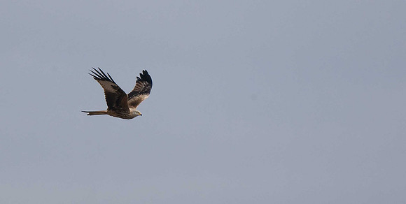 Red Kite